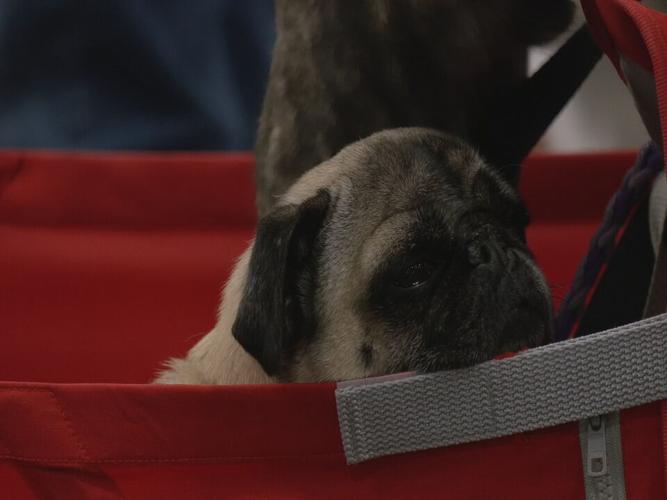 Bluegrass Pugfest 2023 (5).jpeg