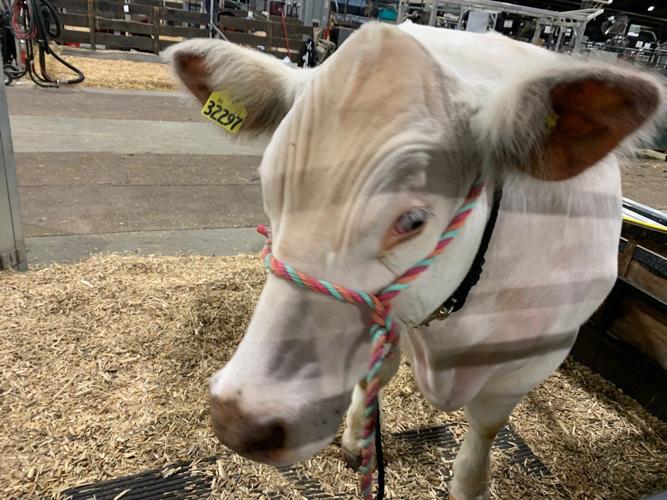 Shorthorn Safari Cow KK