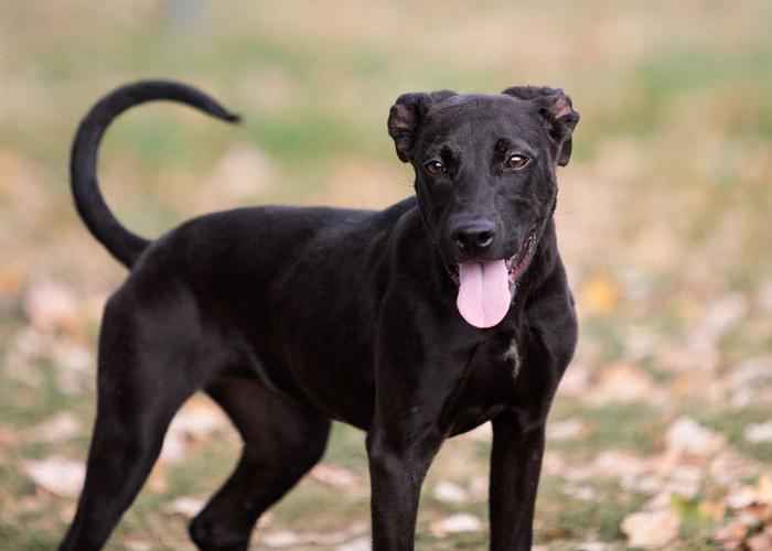 Empty Animal Shelter Event - Margaret
