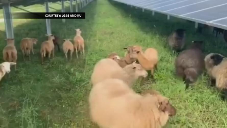 LG&E using sheep as lawnmowers