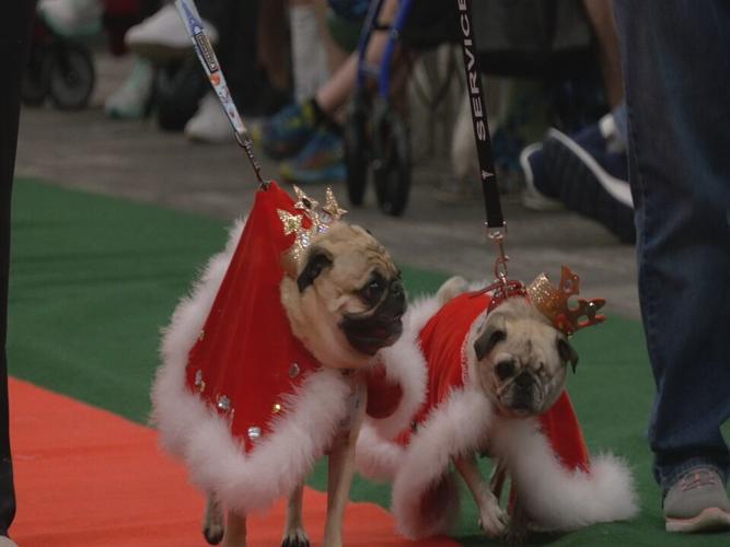 Bluegrass Pugfest 2023 (4).jpeg