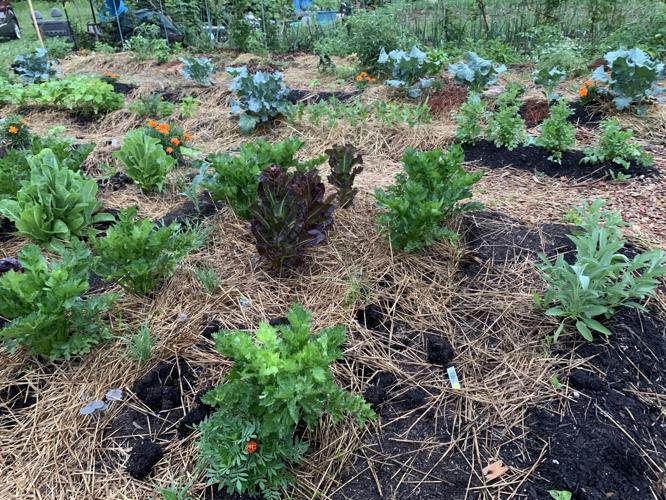 BLACKACRE COMMUNITY GARDEN - VEGETABLES - PLANTS - KEITH KAISER - 6-23-2020   (5).jpeg