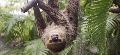 Sloth (generic)