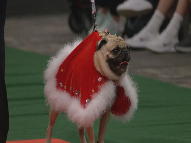 Bluegrass Pugfest 2023 (3).jpeg