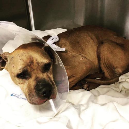 Abused Dog at Arrow Fund