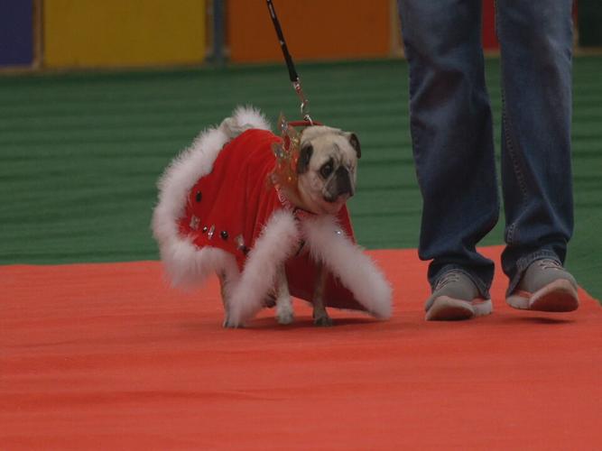 Bluegrass Pugfest 2023 (2).jpeg