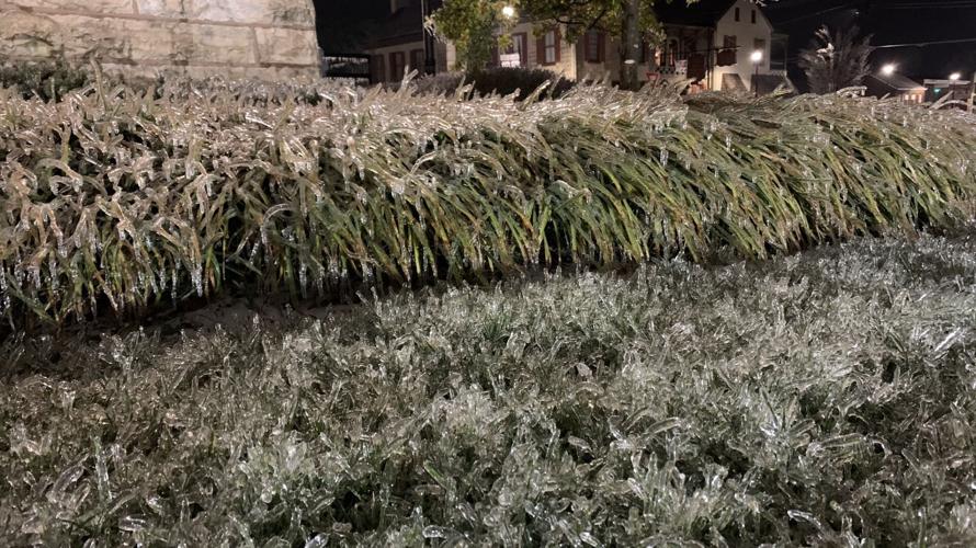 Ice on Shrubs in Bardstown.jpg