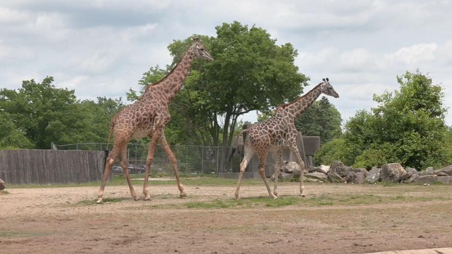 LOUISVILLE ZOO BABY BIZ