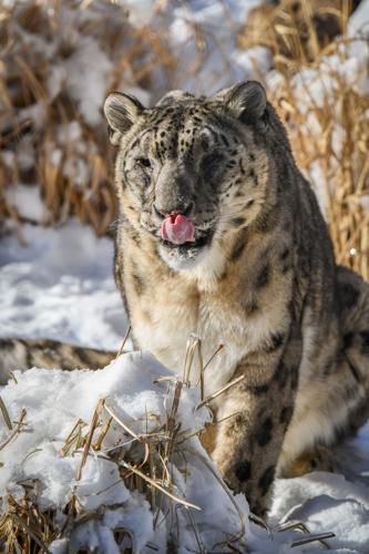 Kimiti Snow leopard