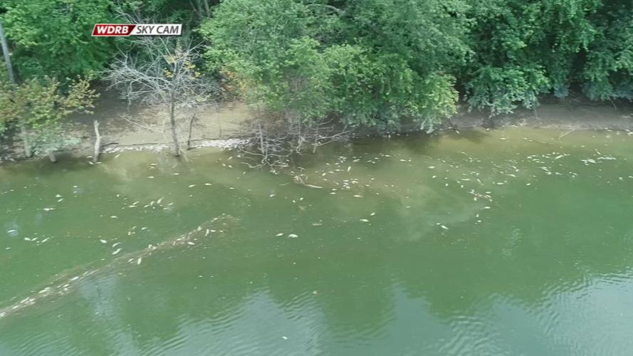 Dead Fish in the Kentucky River