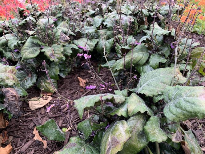 BOTANICAL GARDENS - KEITH KAISER  10-9-19   (6).jpeg