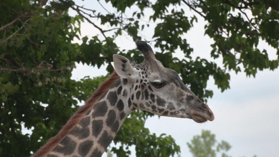 LOUISVILLE ZOO BABY BIZ
