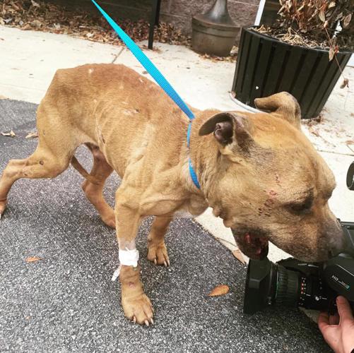 Abused Dog at Arrow Fund