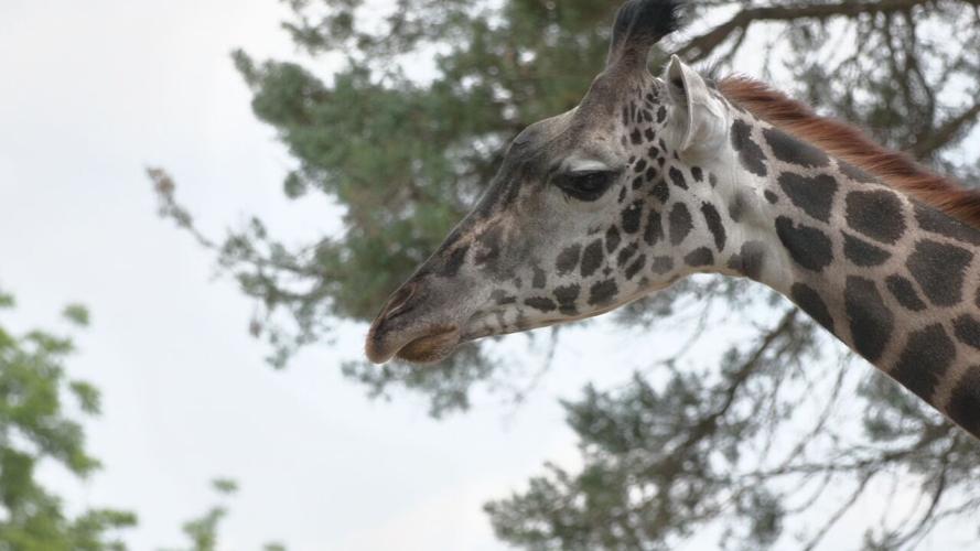 LOUISVILLE ZOO BABY BIZ