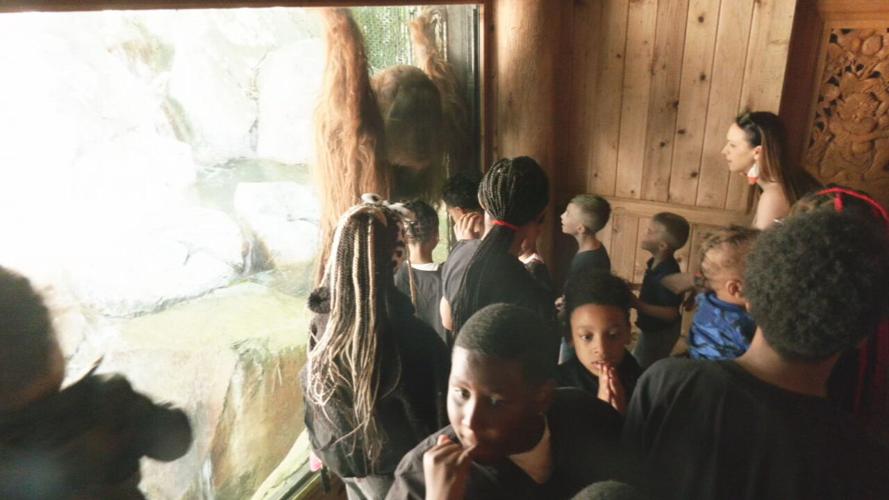 Zoo Buddies 2X