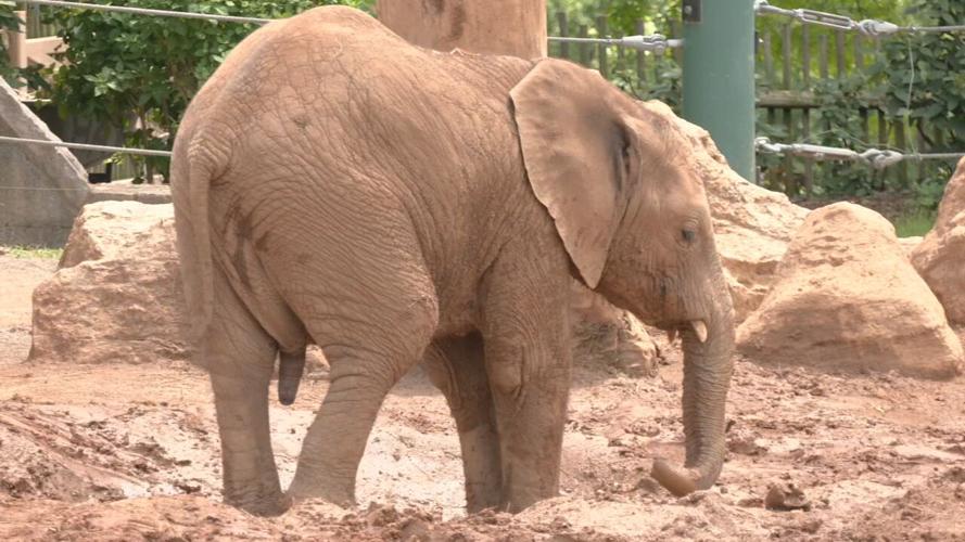 LOUISVILLE ZOO BABY BIZ