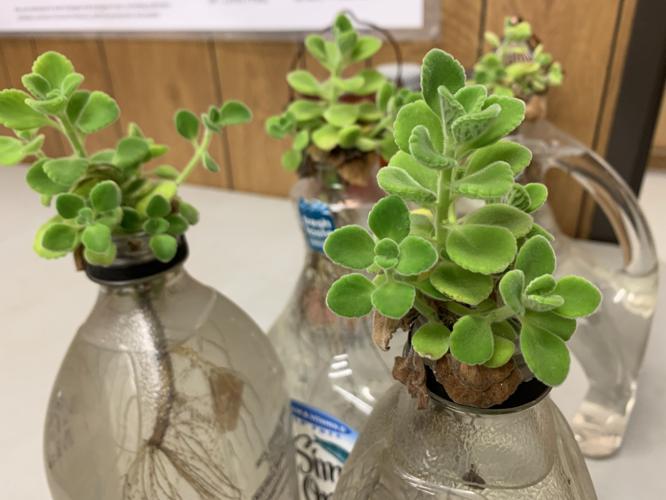 BLACKACRE COMMUNITY GARDEN - VEGETABLES - PLANTS - KEITH KAISER - 6-23-2020   (6).jpeg