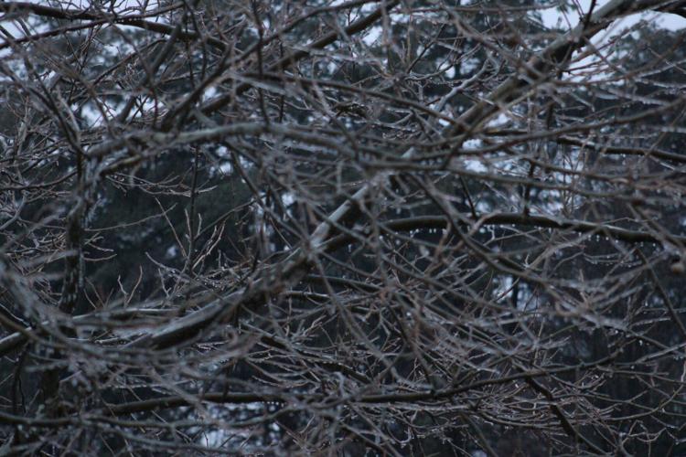 Frozen trees in Valley Station-2-10-21 (2).JPG