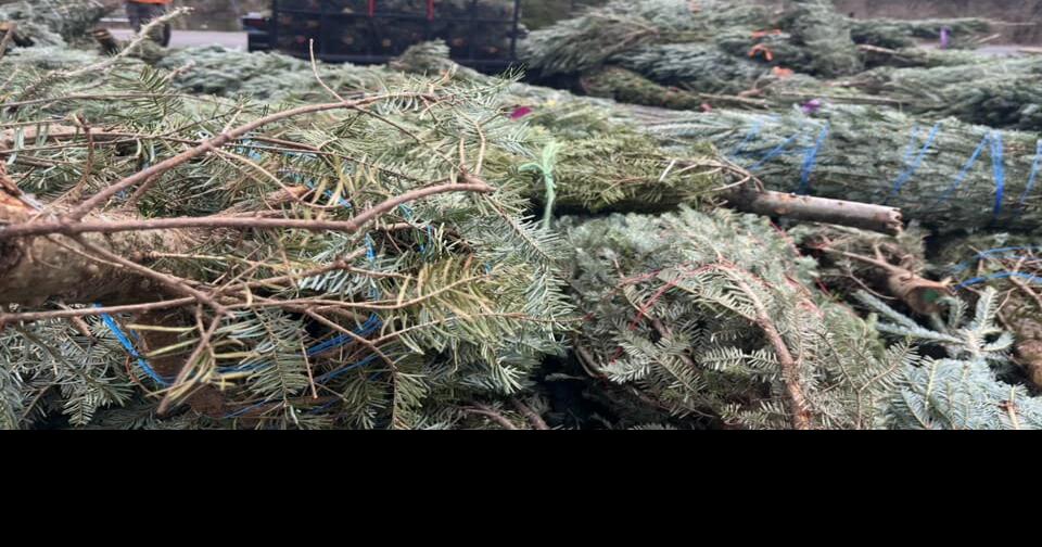 Holiday cleanup Christmas tree dropoff locations offered in