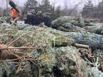 CHRISTMAS TREE DROP OFF LOUISVILLE - 12-26-2023 5.jpg
