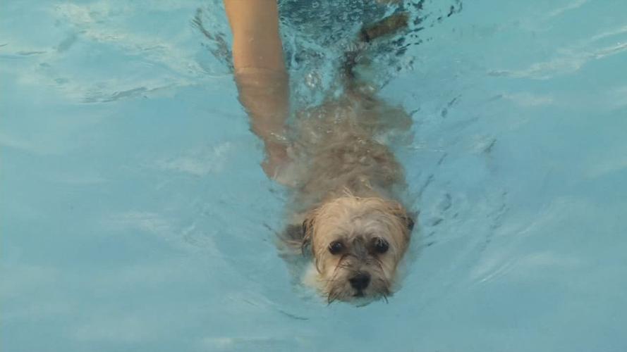 Doggie Dip - Pooch in Pool Closeup