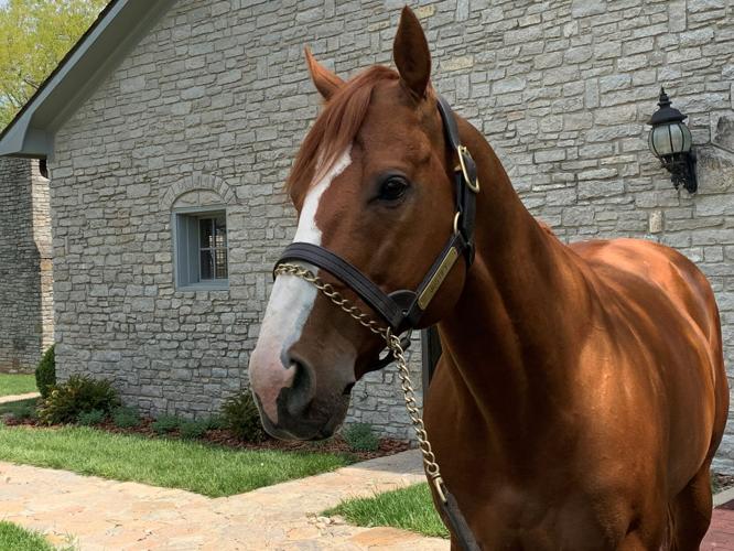 retired derby winners 1