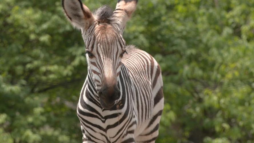 LOUISVILLE ZOO BABY BIZ