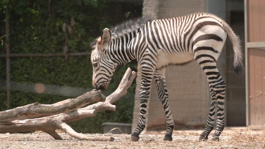 LOUISVILLE ZOO BABY BIZ