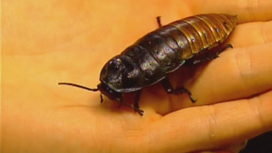 10 Ways To Keep Cockroaches Out Of Your Home