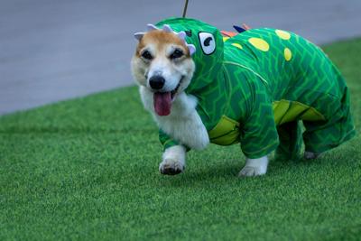 APTOPIX Lithuania Corgi Race