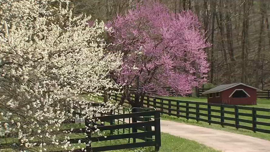 SPRING IN KENTUCKIANA (15).jpg