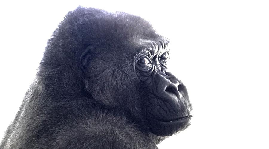 Demba, 50-year-old female gorilla at The Louisville Zoo