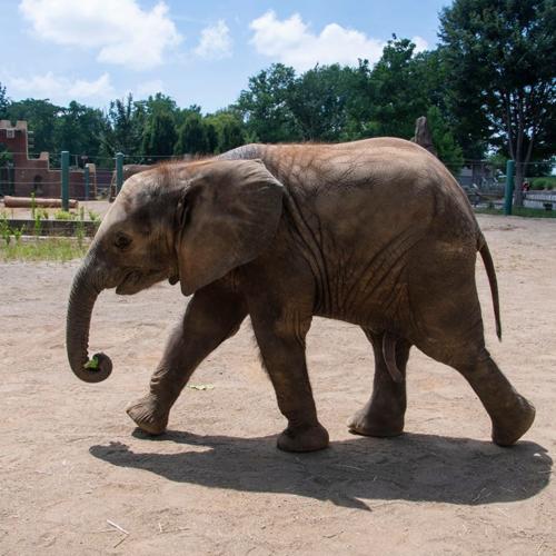 Fitz the elephant celebrates first birthday on Sunday at Louisville Zoo