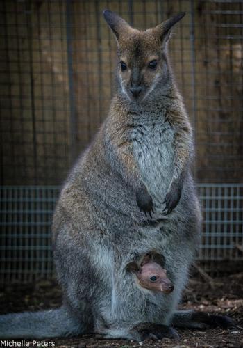 wallaby