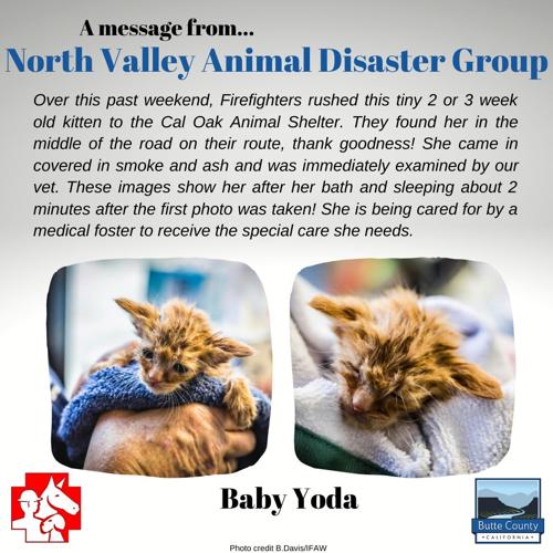 star wars cat 9-26-20.png