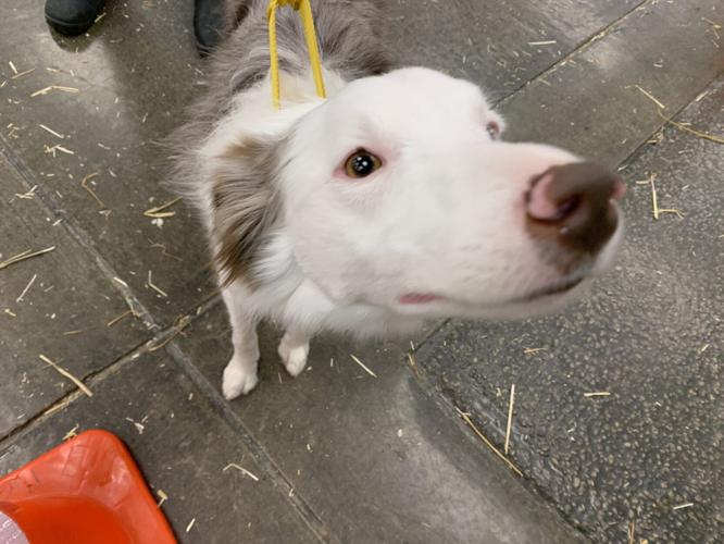Dog featured during Keith's preview at Kentuckiana Cluster of Dog Shows - KK - 3.17.23