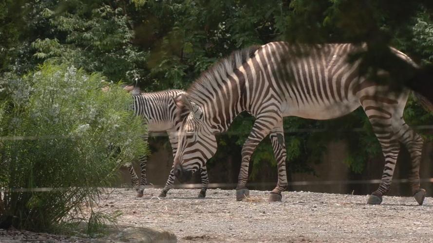 LOUISVILLE ZOO BABY BIZ