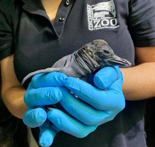 Baby boom at Cinci zoo