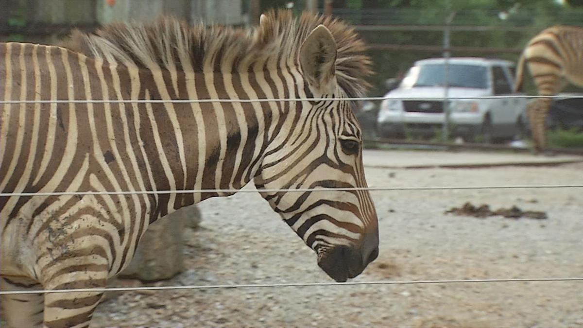 After grim report, Louisville Zoo ready to help combat global extinctions | News | 0