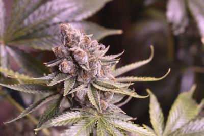 marijuana plant 11-16-20 ap.jpeg