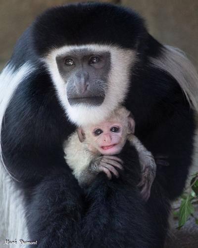Colobus monkey