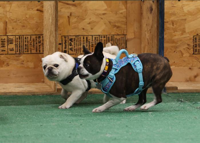 Dogs race at Bluegrass Pugfest