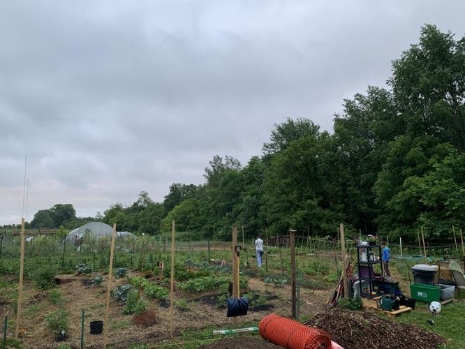 BLACKACRE COMMUNITY GARDEN - VEGETABLES - PLANTS - KEITH KAISER - 6-23-2020   (7).jpeg