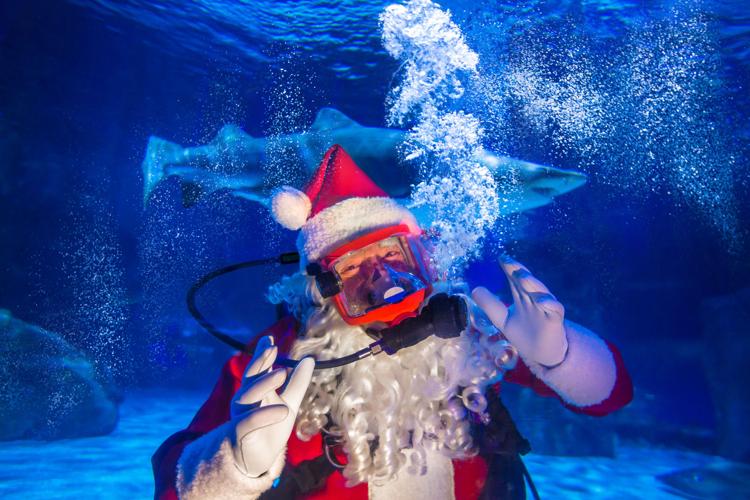 Newport_Aquarium_Scuba_Santa_with_Shark.jpg