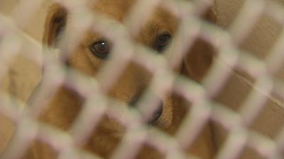 Jeffersonville budgets $2 million for new or renovated animal shelter