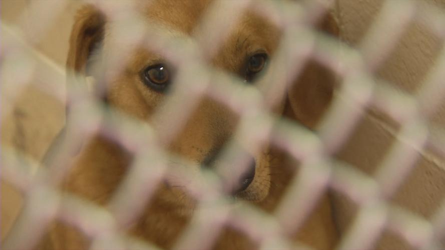 Jeffersonville budgets $2 million for new or renovated animal shelter