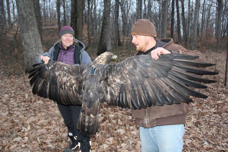 Golden Eagles at Bernheim