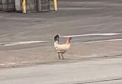 Missing chicken in Charlestown, Indiana (April 2022)