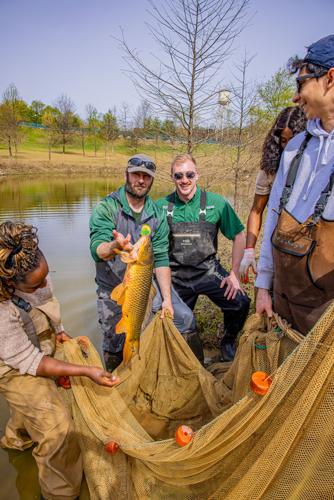 Buffalo Trace Fish Rescue (7).jpg