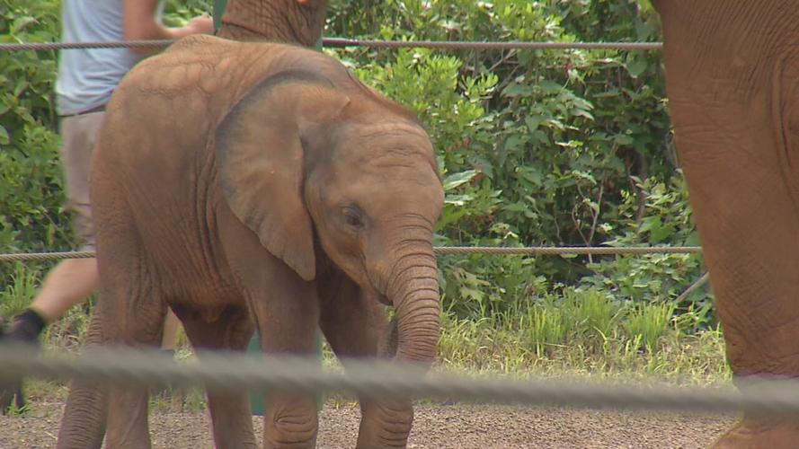 Fitz first birthday (2).jpeg